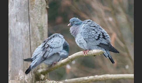 Hohltaube (Columba oenas)