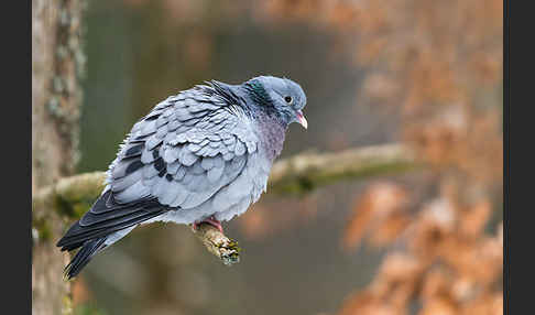 Hohltaube (Columba oenas)