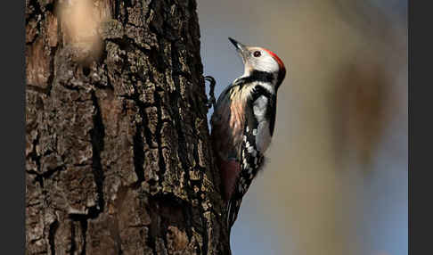 Mittelspecht (Dendrocopos medius)