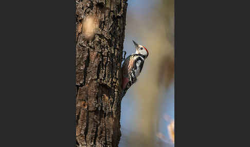 Mittelspecht (Dendrocopos medius)