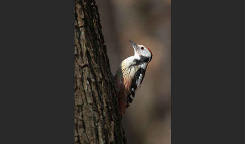 Mittelspecht (Dendrocopos medius)