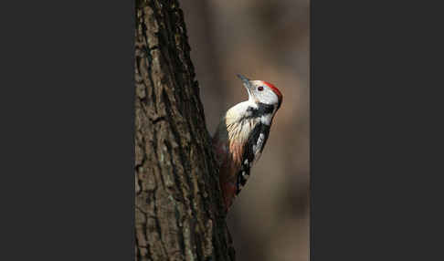 Mittelspecht (Dendrocopos medius)