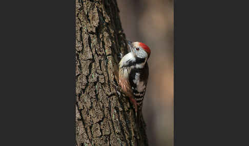 Mittelspecht (Dendrocopos medius)