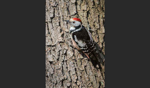 Mittelspecht (Dendrocopos medius)