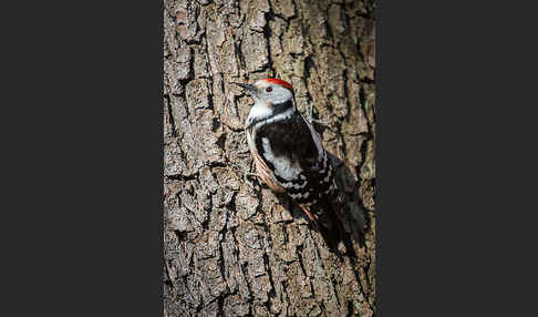 Mittelspecht (Dendrocopos medius)