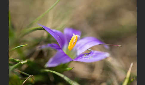 Scheinkrokus (Romulea bulbocodium)