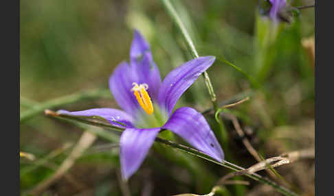 Scheinkrokus (Romulea bulbocodium)