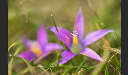 Scheinkrokus (Romulea bulbocodium)