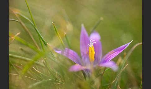 Scheinkrokus (Romulea bulbocodium)