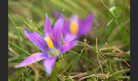 Scheinkrokus (Romulea bulbocodium)