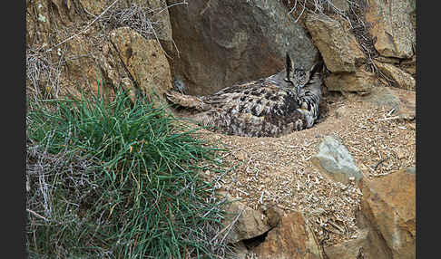 Uhu (Bubo bubo)