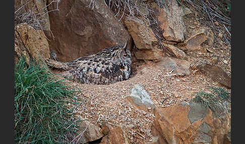 Uhu (Bubo bubo)