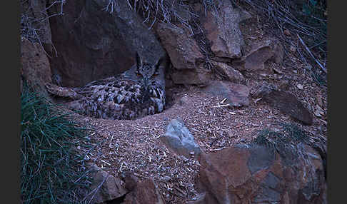 Uhu (Bubo bubo)