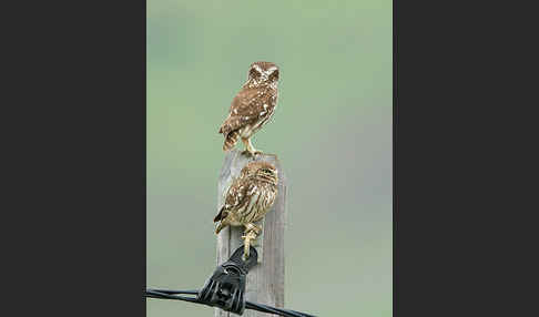 Steinkauz (Athene noctua)