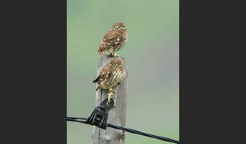 Steinkauz (Athene noctua)