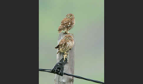 Steinkauz (Athene noctua)