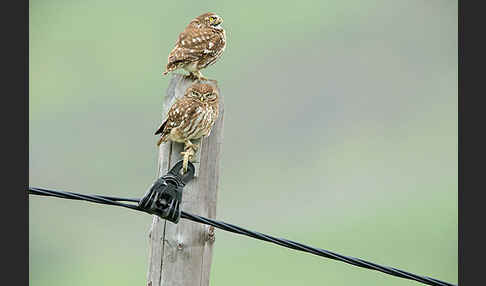 Steinkauz (Athene noctua)