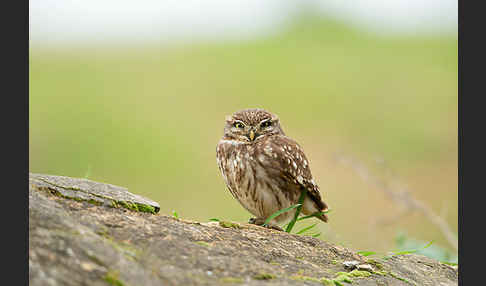 Steinkauz (Athene noctua)