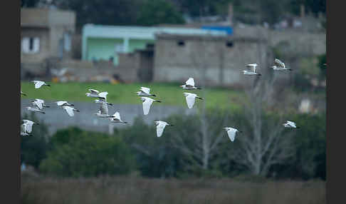 Kuhreiher (Bubulcus ibis)