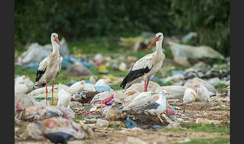 Weißstorch (Ciconia ciconia)