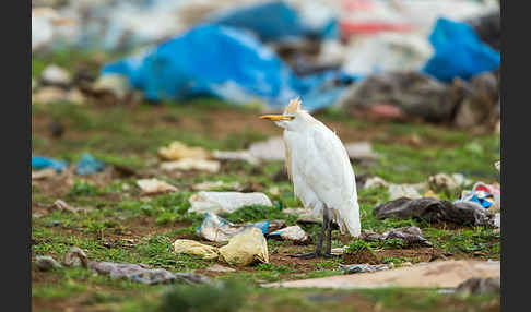 Kuhreiher (Bubulcus ibis)