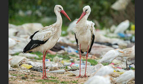 Weißstorch (Ciconia ciconia)