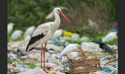 Weißstorch (Ciconia ciconia)