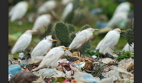 Kuhreiher (Bubulcus ibis)