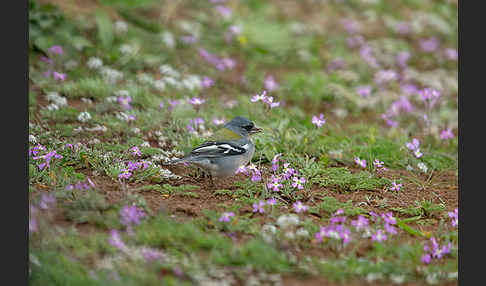 Nordafrikanischer Buchfink (Fringilla coelebs africana)