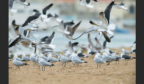 Korallenmöwe (Larus audouinii)