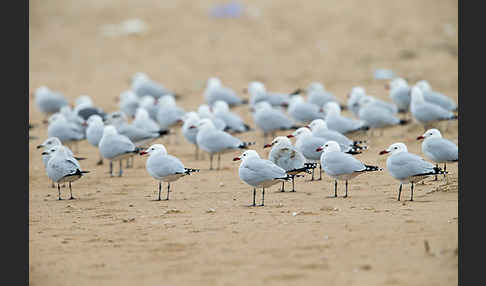 Korallenmöwe (Larus audouinii)