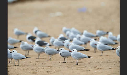 Korallenmöwe (Larus audouinii)