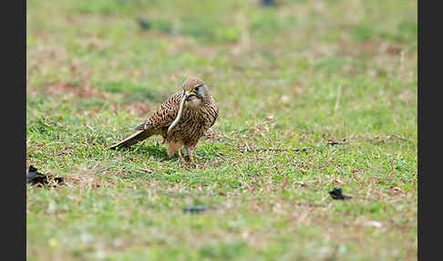 Turmfalke (Falco tinnunculus)