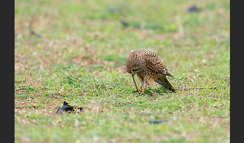 Turmfalke (Falco tinnunculus)