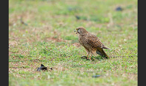 Turmfalke (Falco tinnunculus)