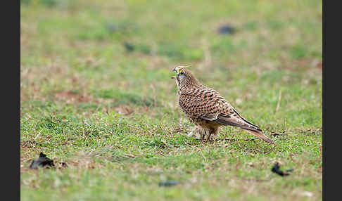 Turmfalke (Falco tinnunculus)