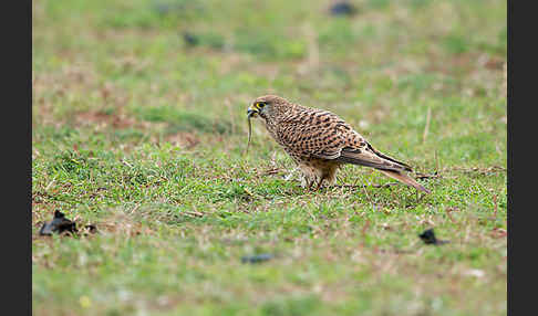 Turmfalke (Falco tinnunculus)