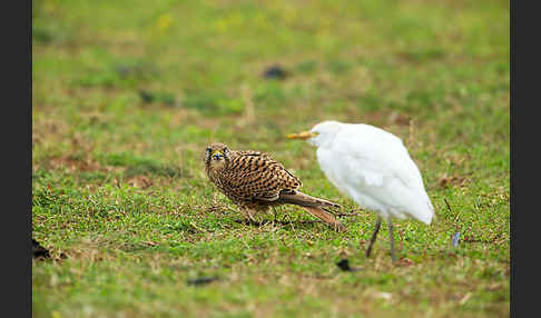 Turmfalke (Falco tinnunculus)