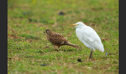 Turmfalke (Falco tinnunculus)