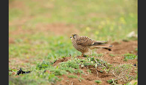 Turmfalke (Falco tinnunculus)