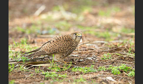 Turmfalke (Falco tinnunculus)