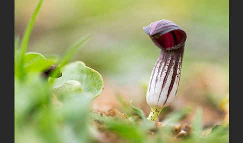 Krummstab (Arisarum vulgare)