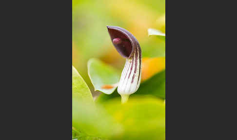 Krummstab (Arisarum vulgare)