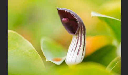 Krummstab (Arisarum vulgare)