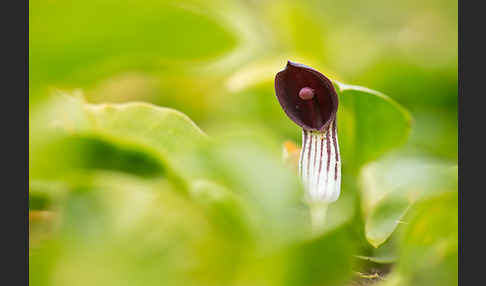 Krummstab (Arisarum vulgare)