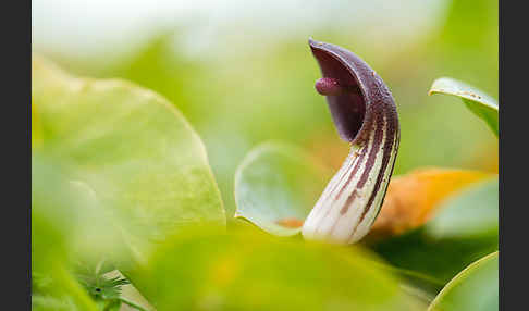 Krummstab (Arisarum vulgare)