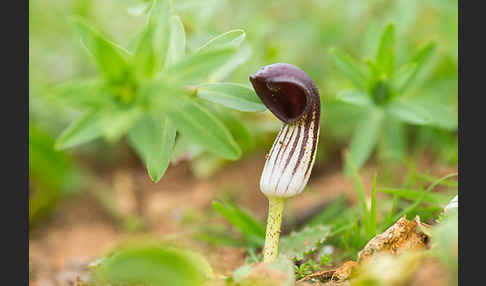 Krummstab (Arisarum vulgare)