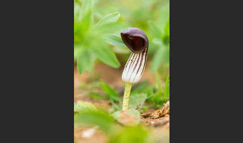 Krummstab (Arisarum vulgare)