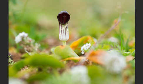 Krummstab (Arisarum vulgare)