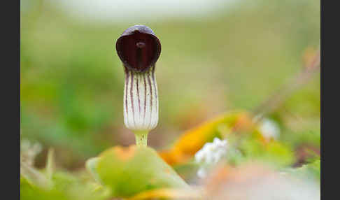 Krummstab (Arisarum vulgare)